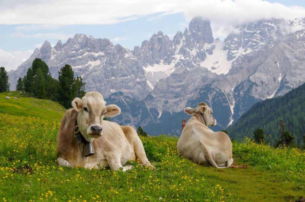 Szwajcaria góry krowy