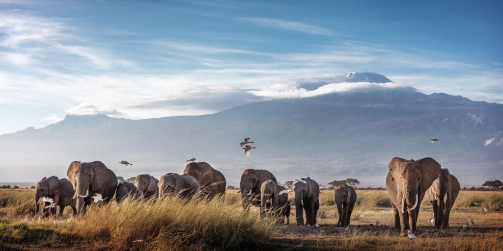 Góry w Afryce słonie