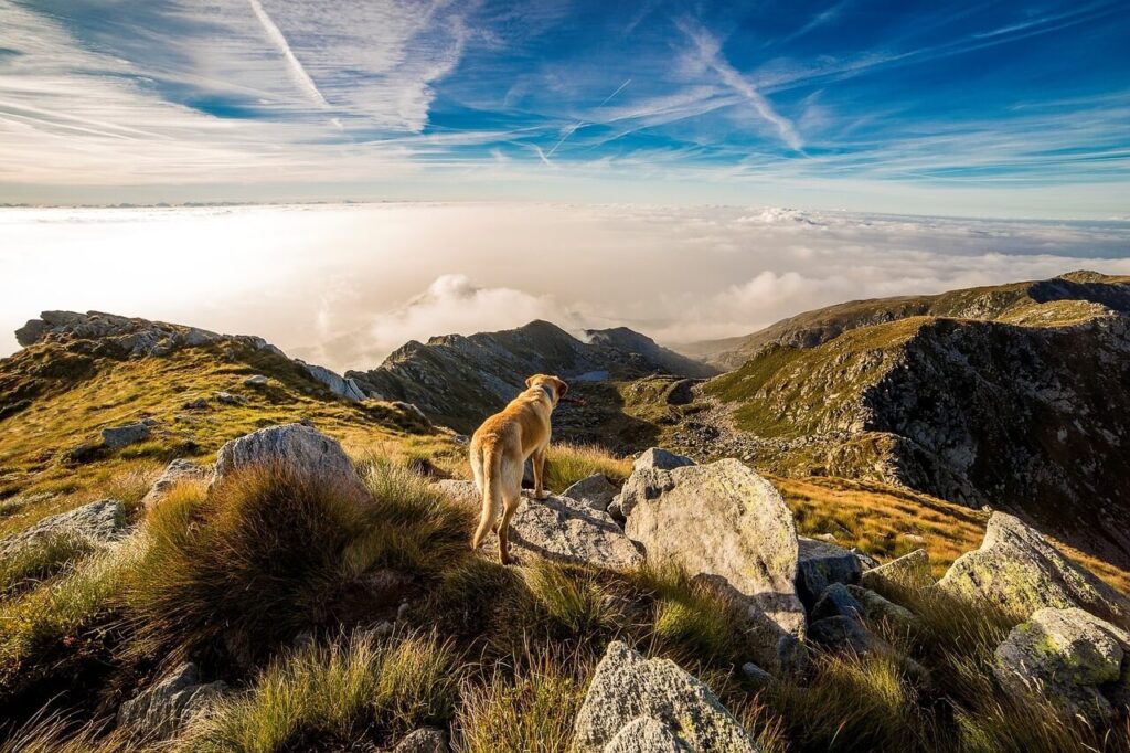 Dolina Lejowa pies w górach