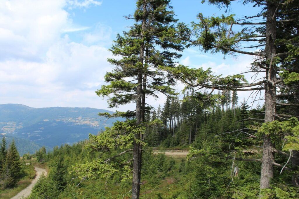 Beskid Śląski las