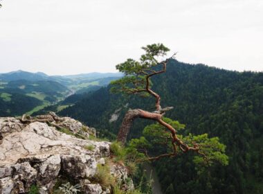 pieniny