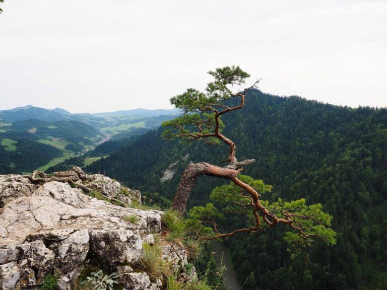 pieniny