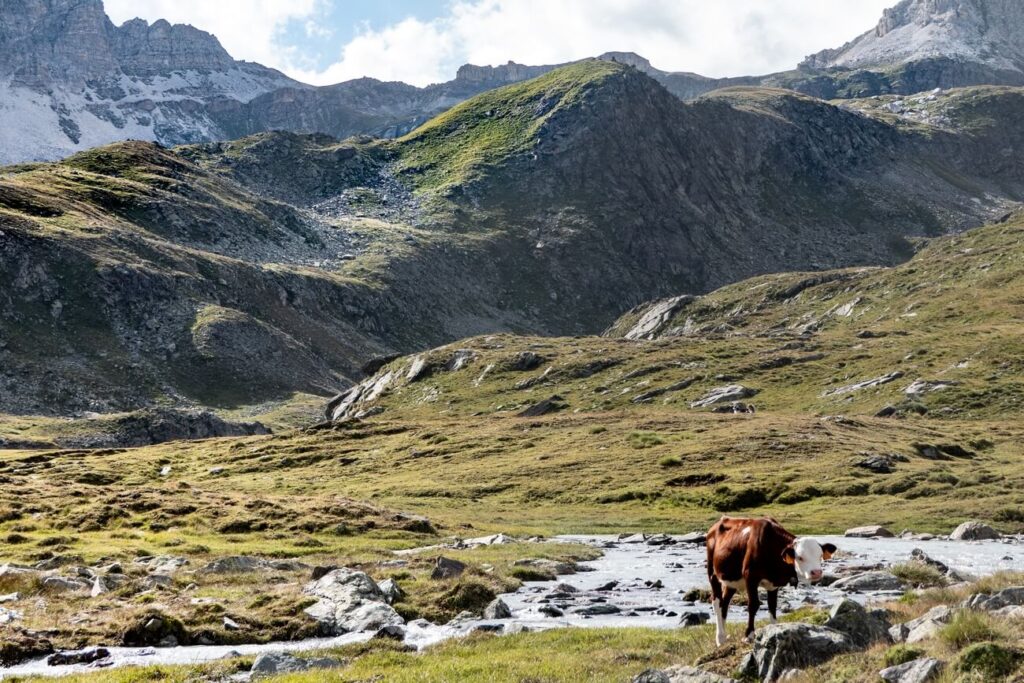 Monte Rosa krowa na pastwisku