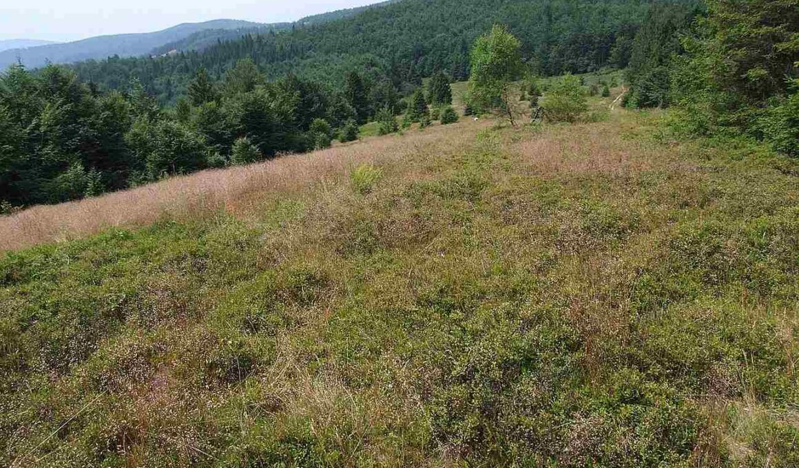 hala pisana - punkt widokowy, widoczne pogórze, drzewa i rośliny