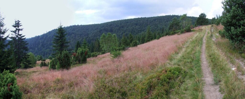 hala pisana widok na grzbiet. widoczny szlak, roślinność, niebo i drzewa