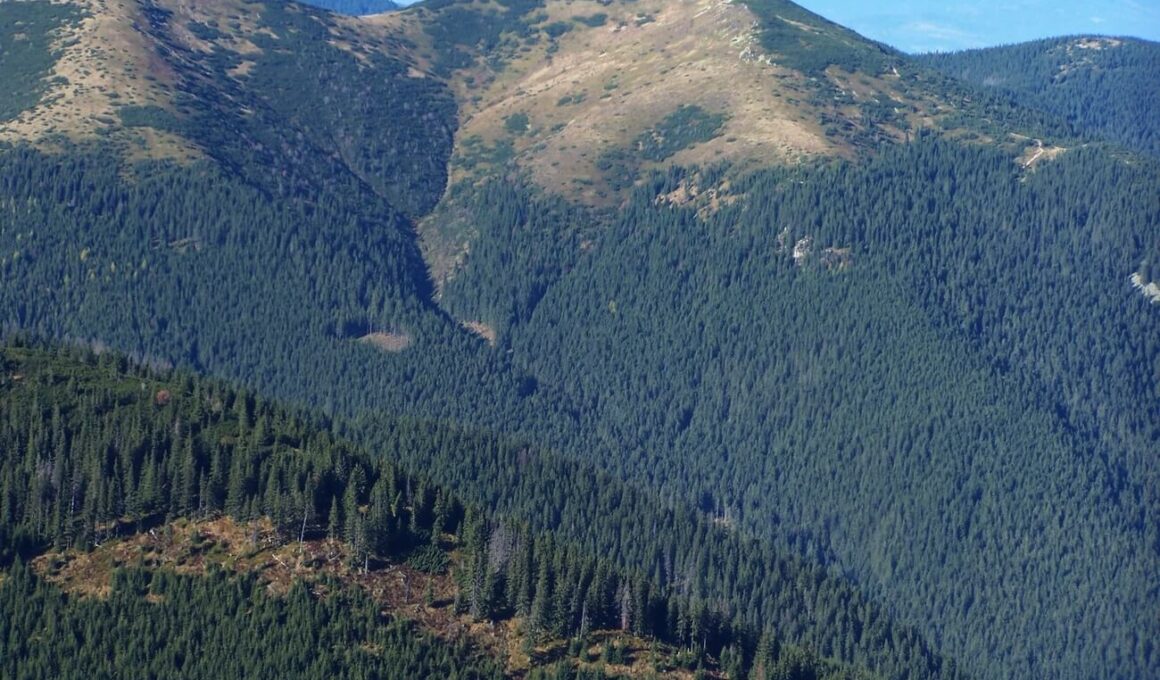 Tatry Grześ