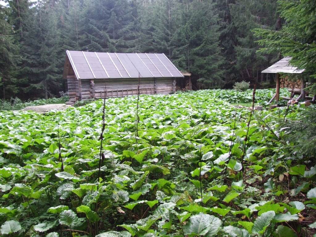 Dolina Jamnicka poczno