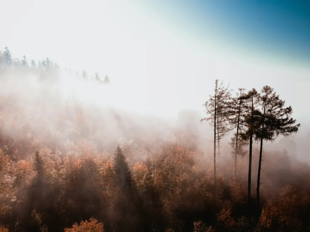 Üetliberg mgla nad drzewami