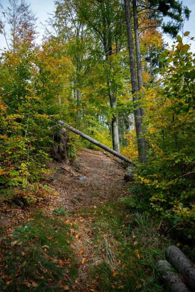 Gomólnik Mały las jesienią