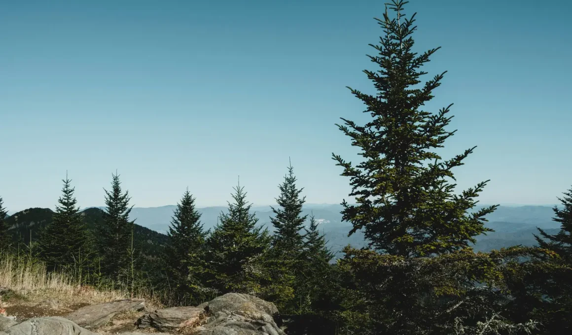 Mount Mitchell