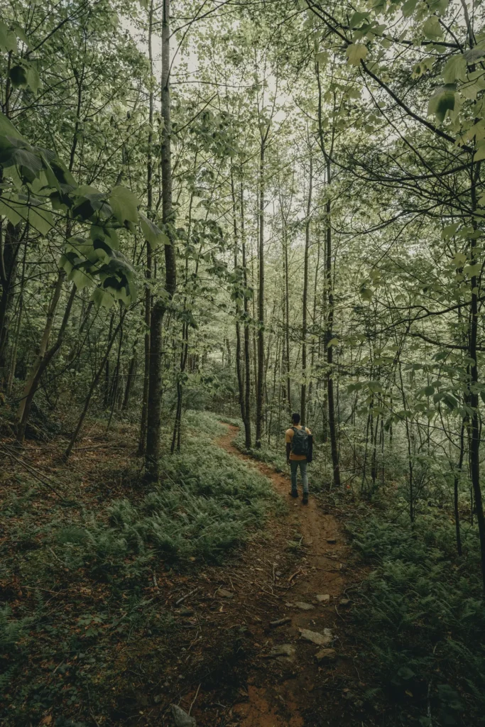 Mount Mitchell szlak