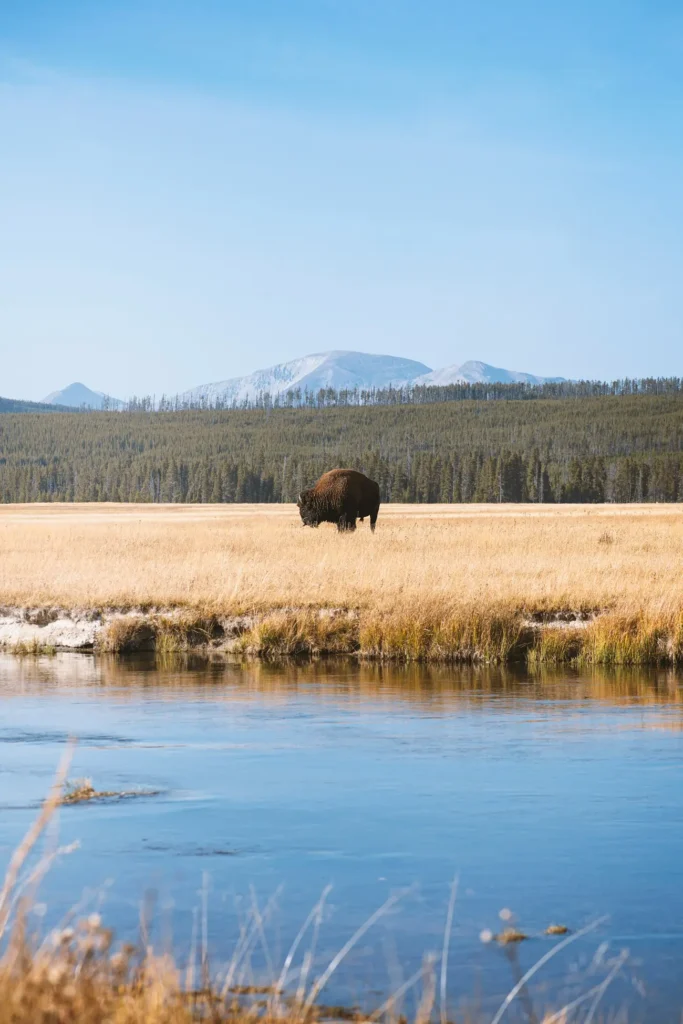 Park Narodowy Yellowstone bizon