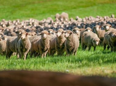 owce merino na pastwisku z których robi się wełnę merino