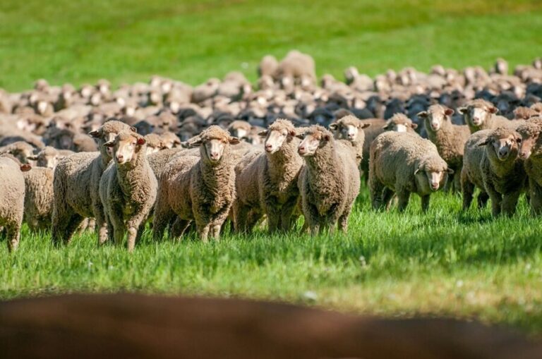 owce merino na pastwisku z których robi się wełnę merino