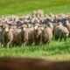 owce merino na pastwisku z których robi się wełnę merino